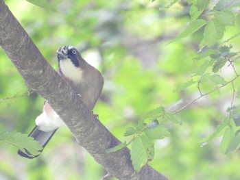 Eurasian Jay 奥四万湖 Sat, 9/10/2022