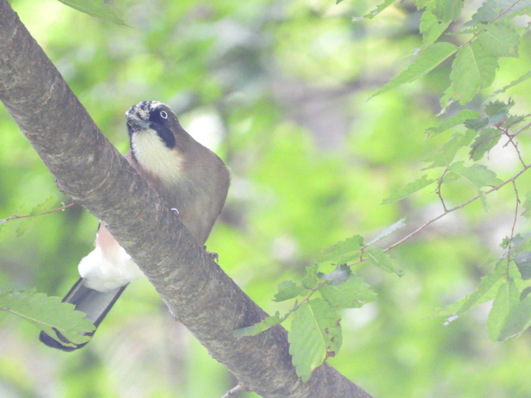 Eurasian Jay