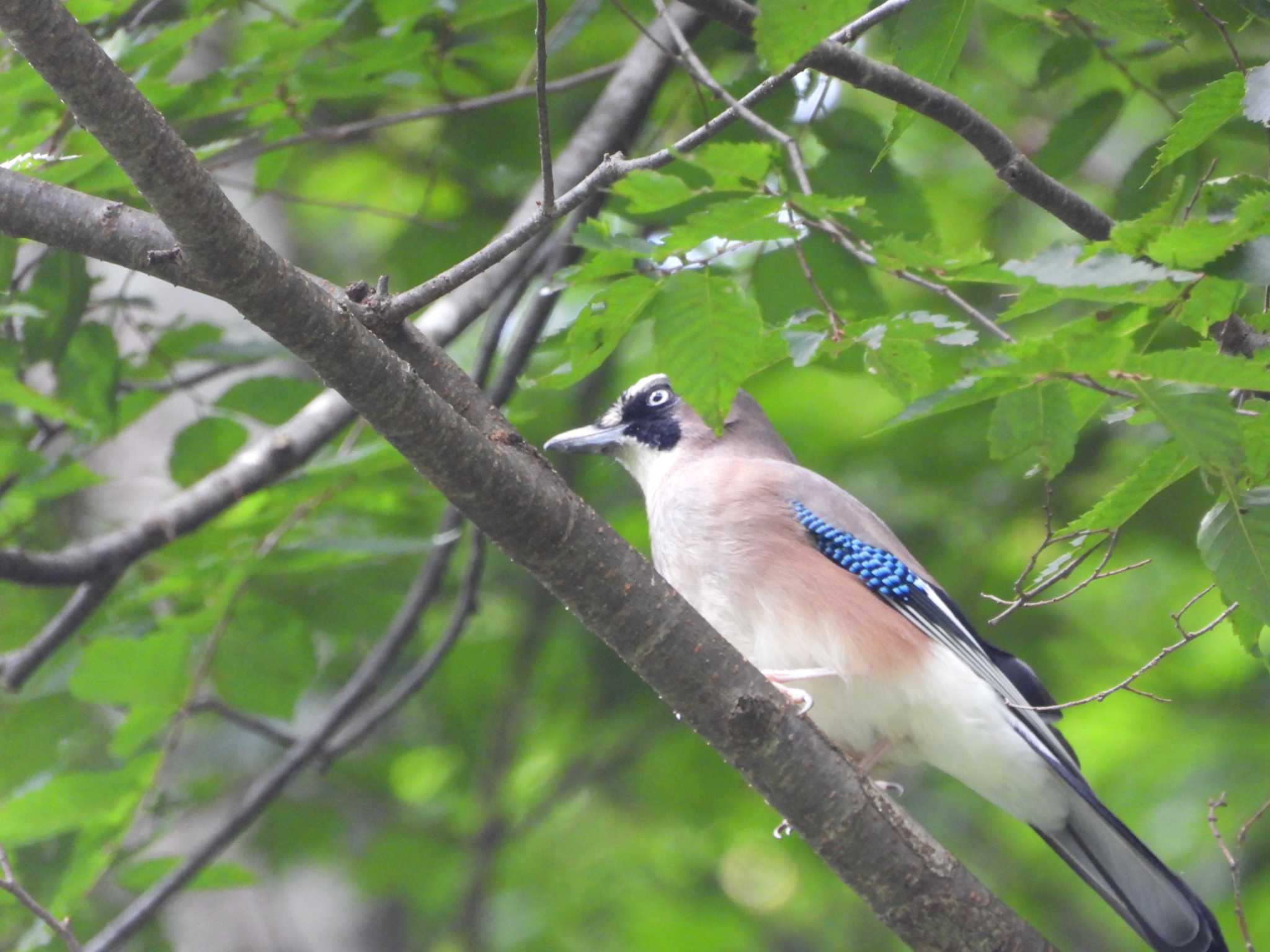 Eurasian Jay