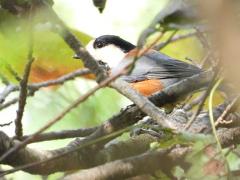 Varied Tit 奥四万湖 Sat, 9/10/2022