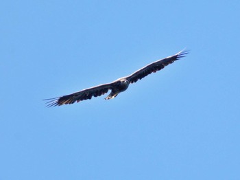 White-tailed Eagle 知床自然センター Thu, 9/8/2022