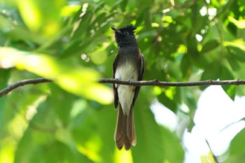 2022年9月11日(日) 金ヶ崎公園(明石市)の野鳥観察記録