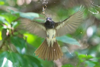 サンコウチョウ 金ヶ崎公園(明石市) 2022年9月11日(日)