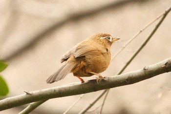 ガビチョウ 三ツ池公園(横浜市鶴見区) 2018年2月1日(木)