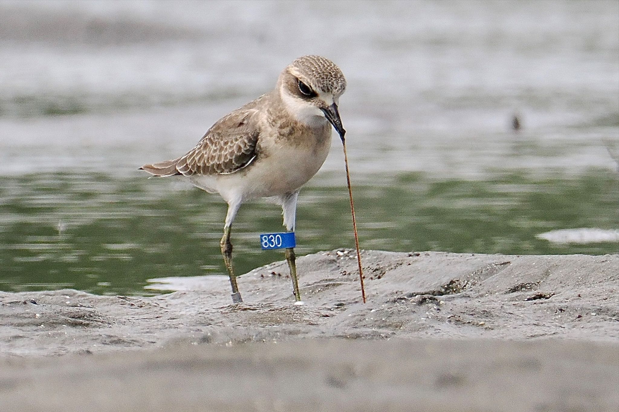 Photo of Siberian Sand Plover at Sambanze Tideland by とりとり