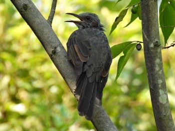 Brown-eared Bulbul 木曽川河跡湖公園 Tue, 9/13/2022