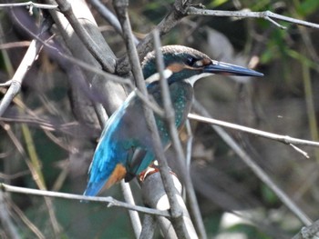 Common Kingfisher 木曽川河跡湖公園 Tue, 9/13/2022