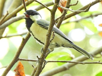 Japanese Tit 木曽川河跡湖公園 Tue, 9/13/2022