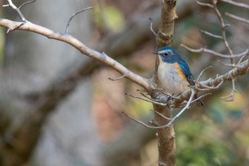 Red-flanked Bluetail Mikiyama Forest Park Sat, 1/20/2018