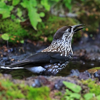 Tue, 9/13/2022 Birding report at Okuniwaso(Mt. Fuji)