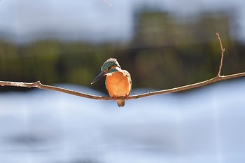 カワセミ 場所が不明 2018年1月24日(水)