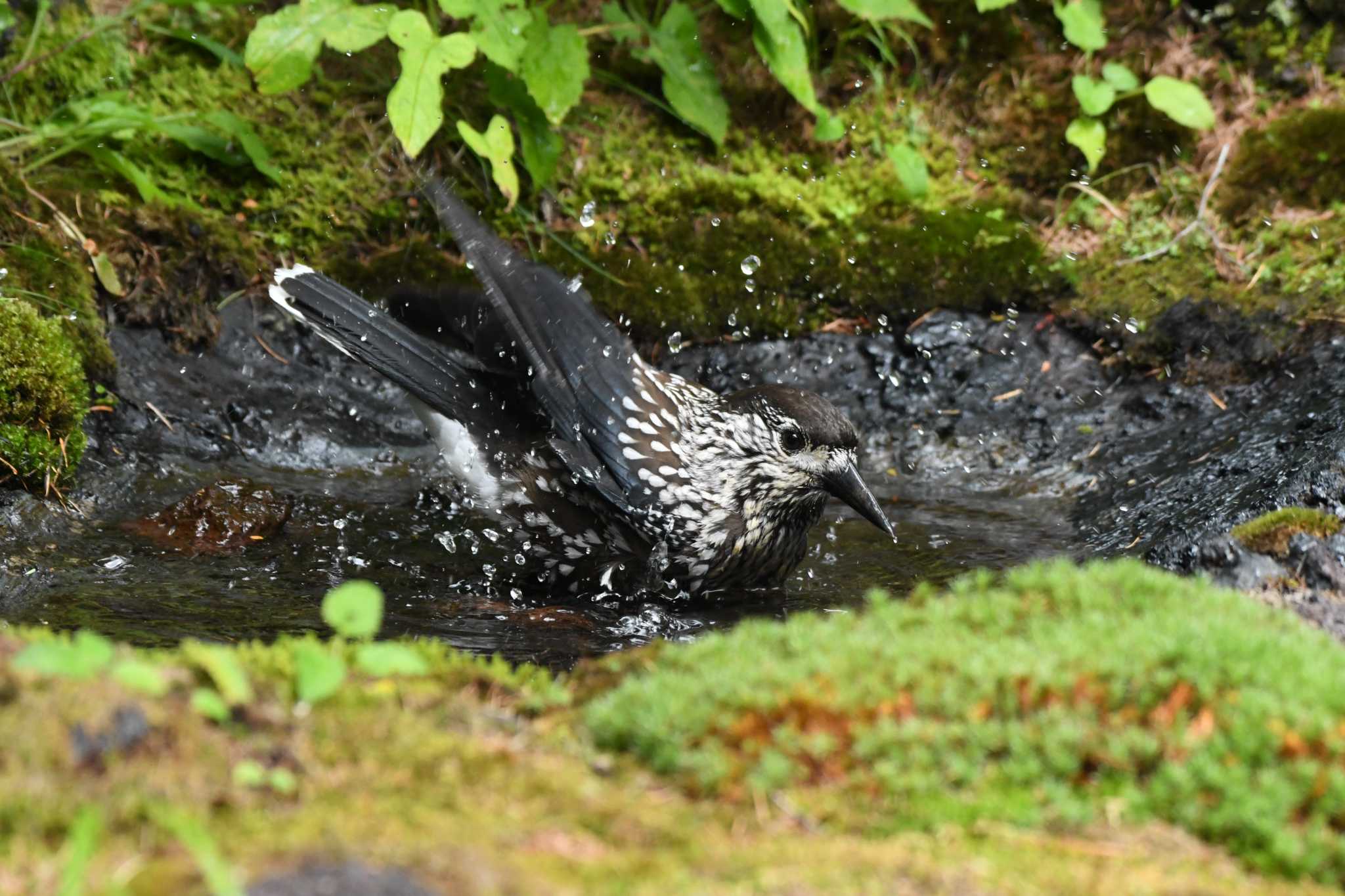  ホシガラスの写真