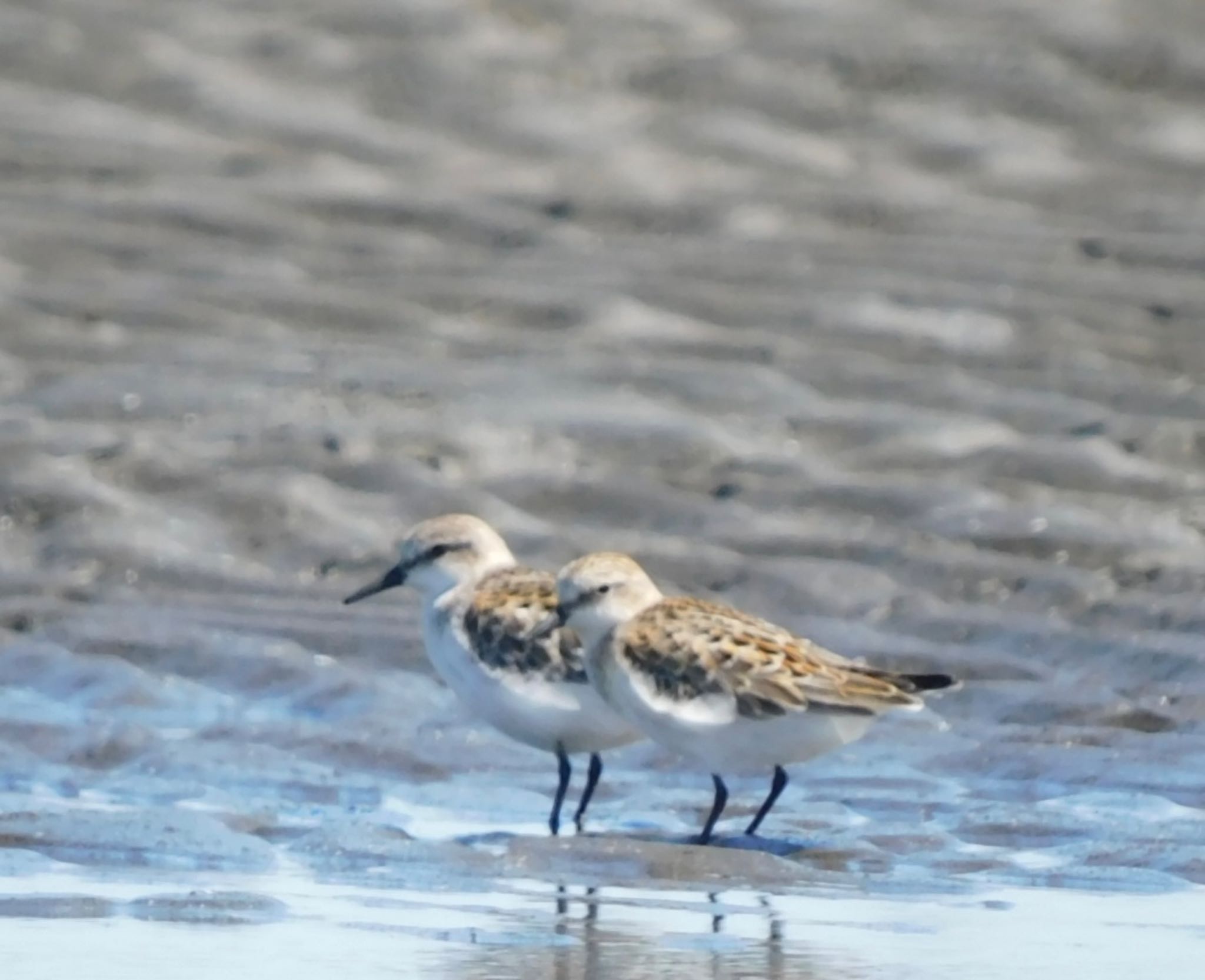 ふなばし三番瀬海浜公園 トウネンの写真