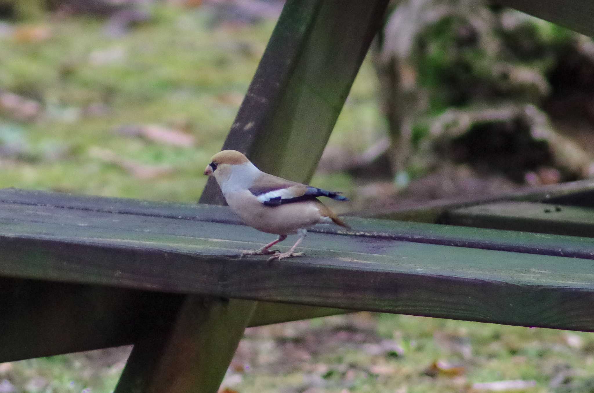 Hawfinch