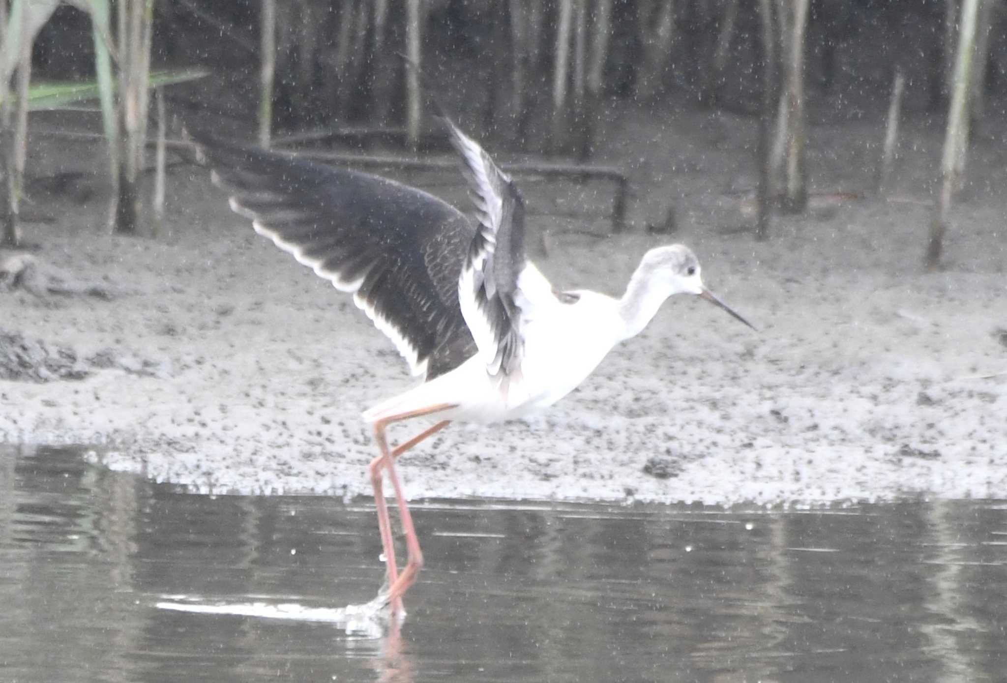 Photo of Black-winged Stilt at 六郷橋緑地 by TOM57