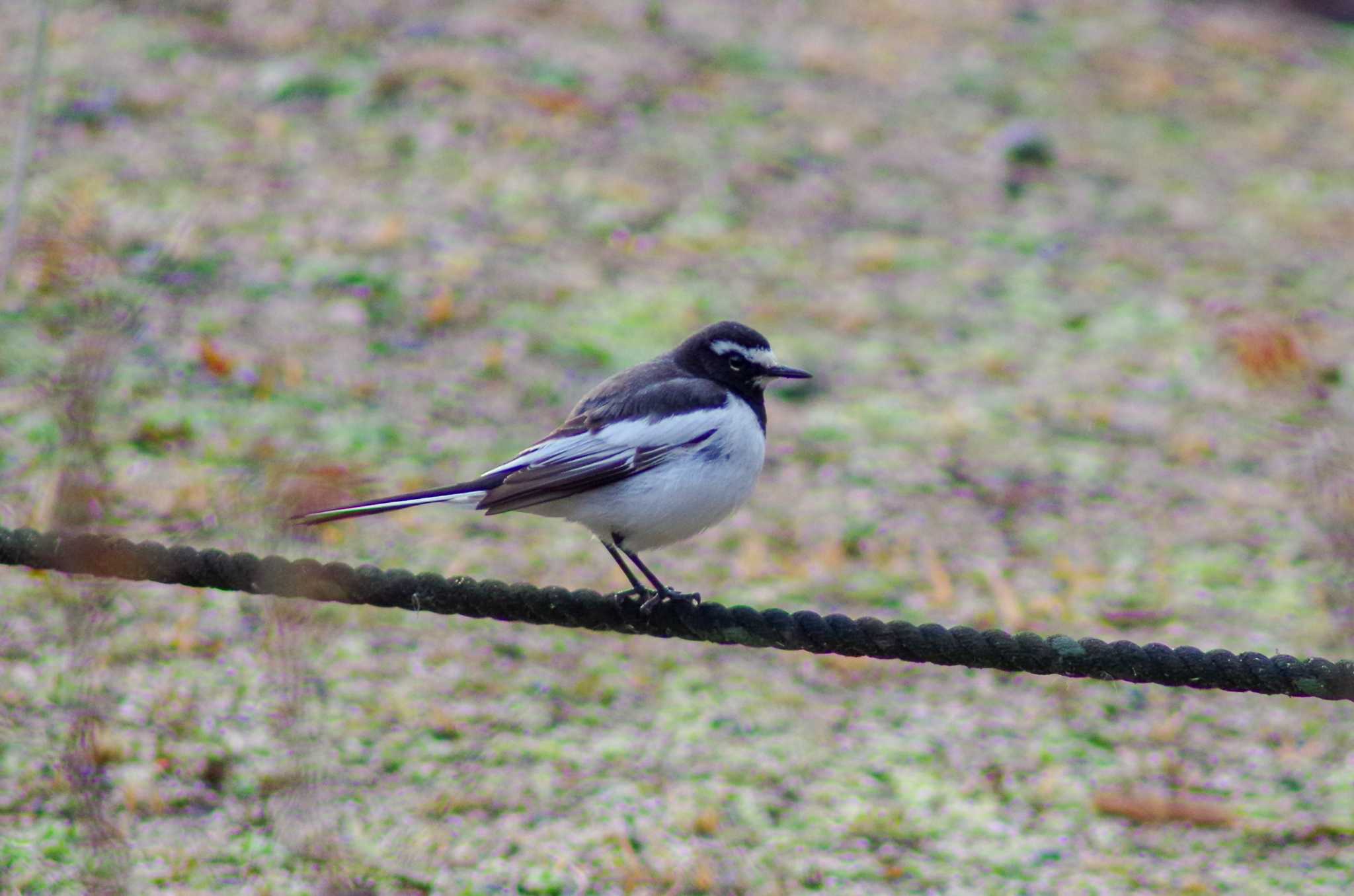 Japanese Wagtail