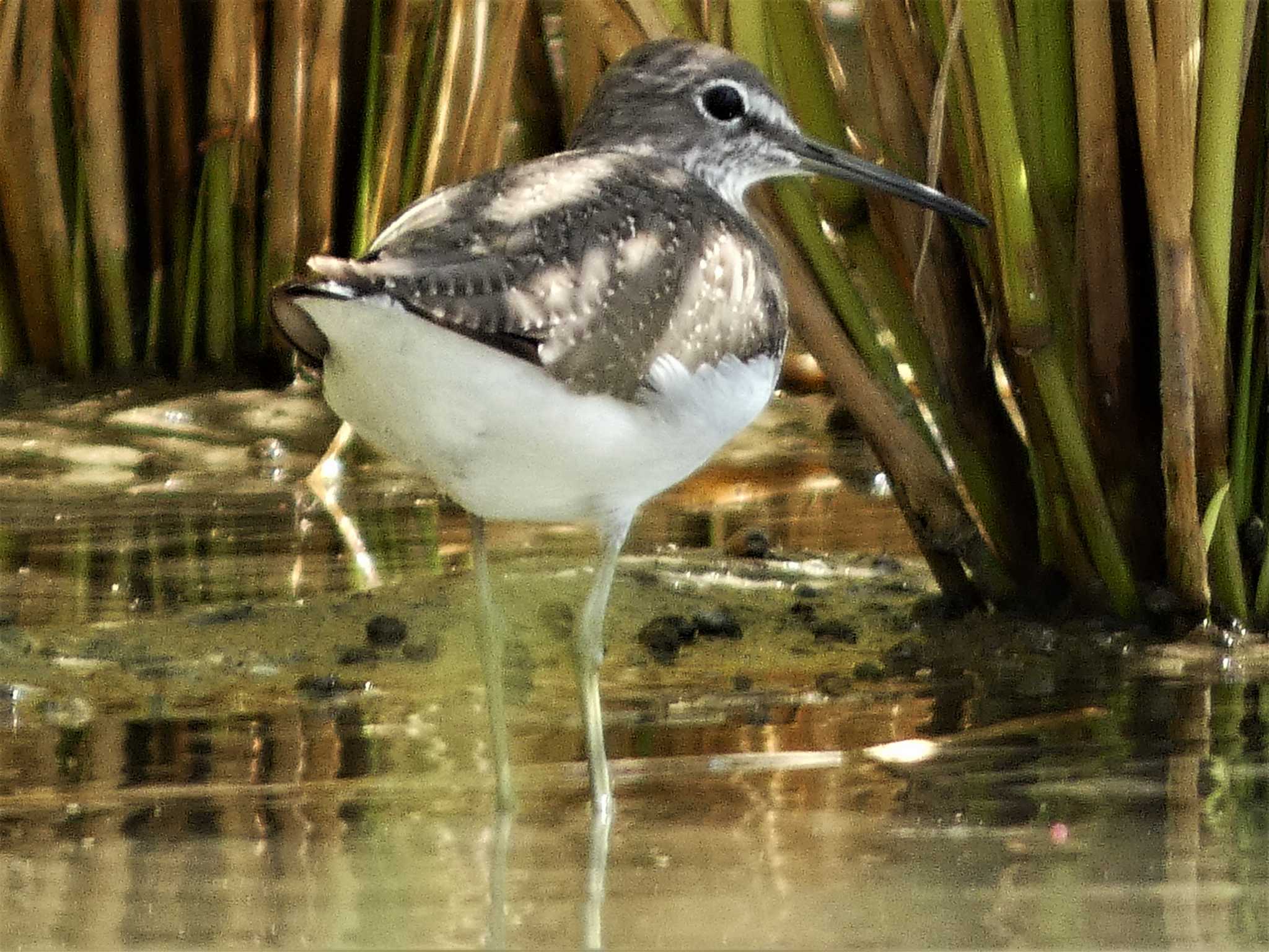 Green Sandpiper