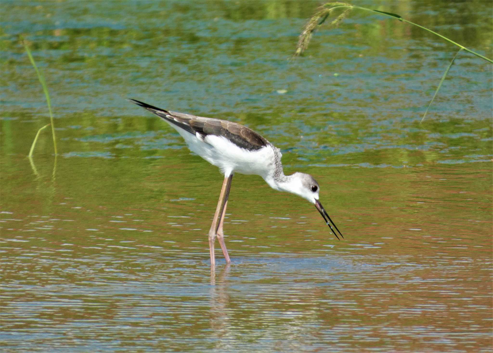 Black-winged Stilt