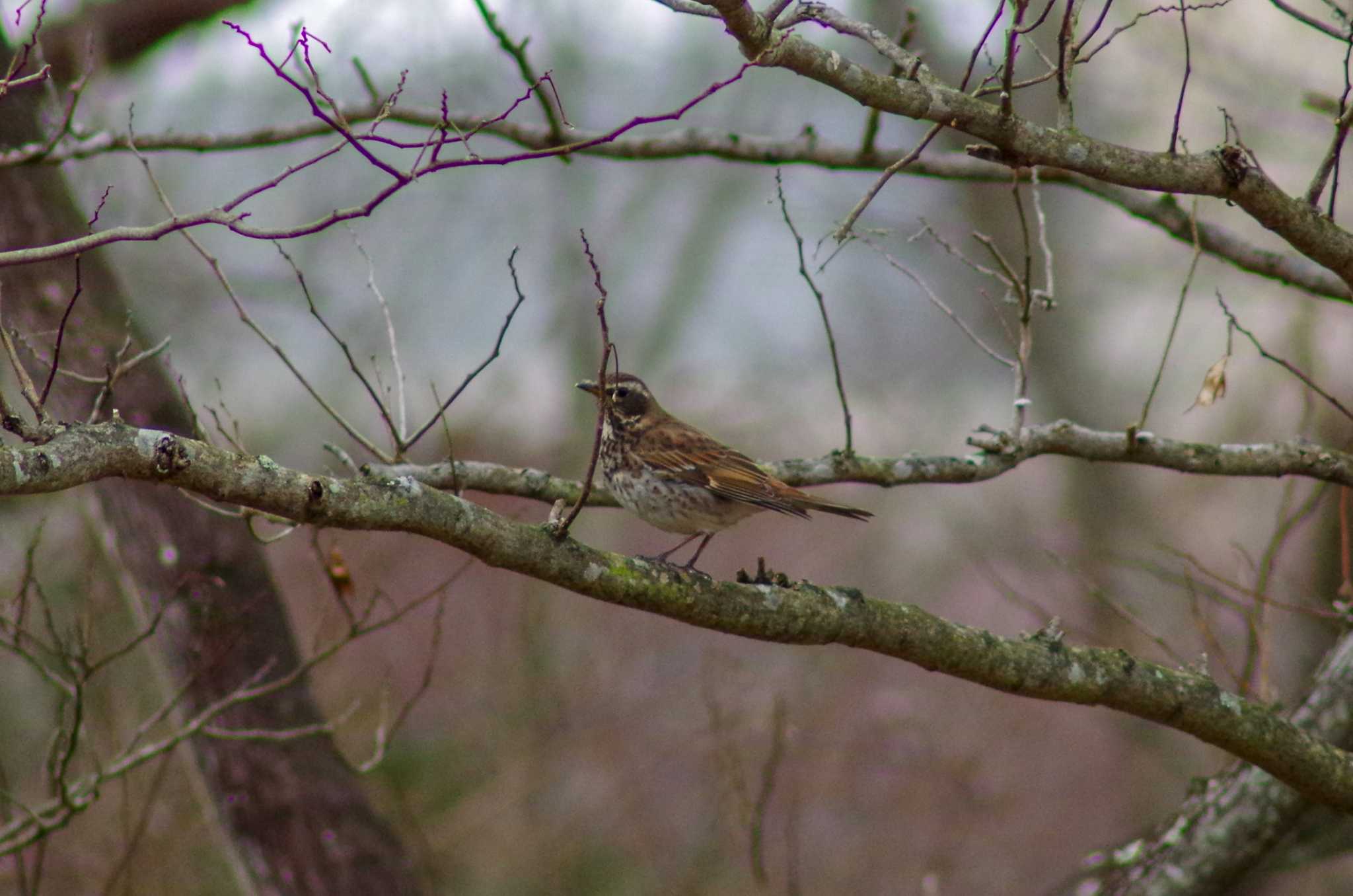 Dusky Thrush