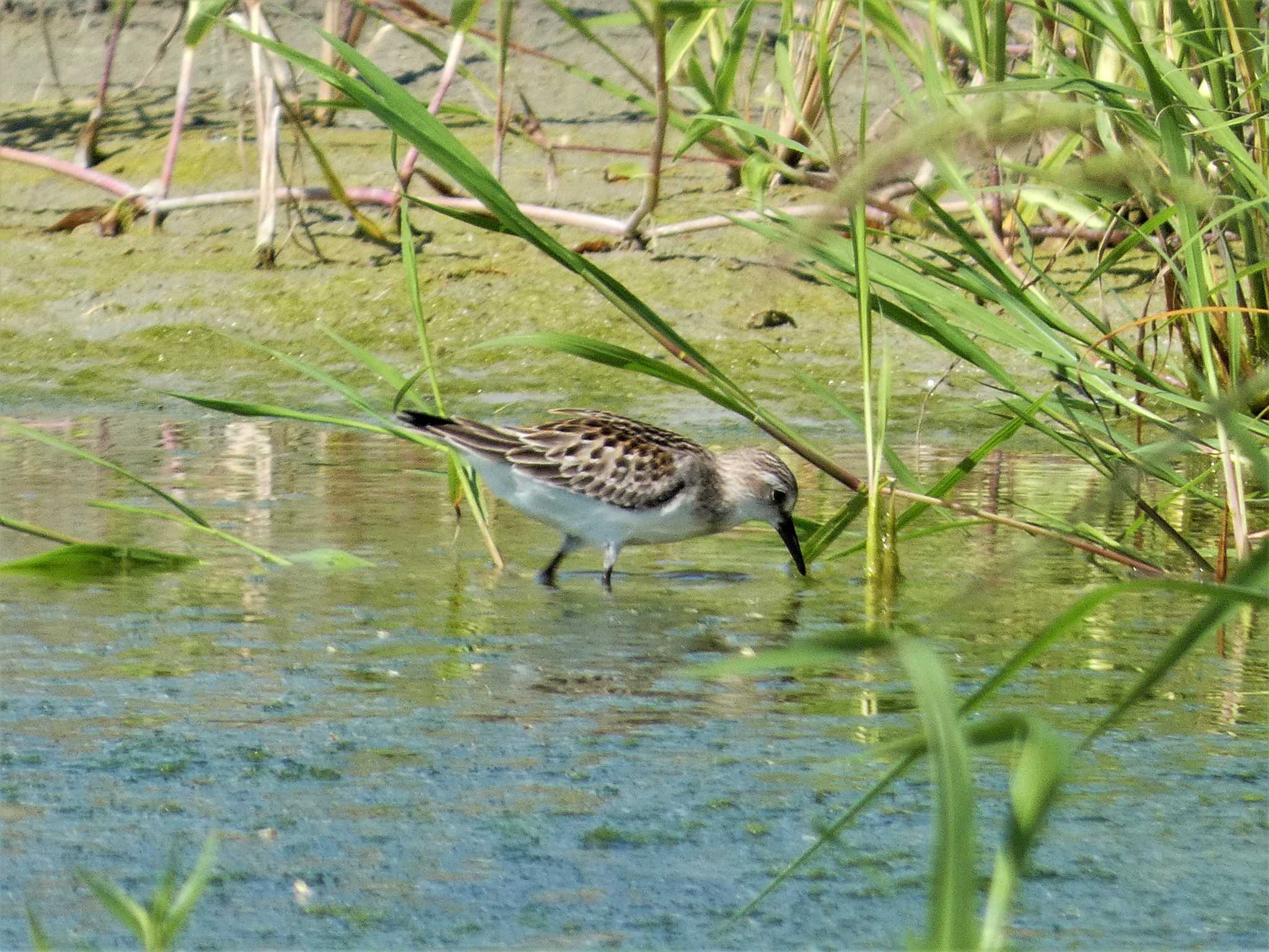 浮島ヶ原自然公園 トウネンの写真