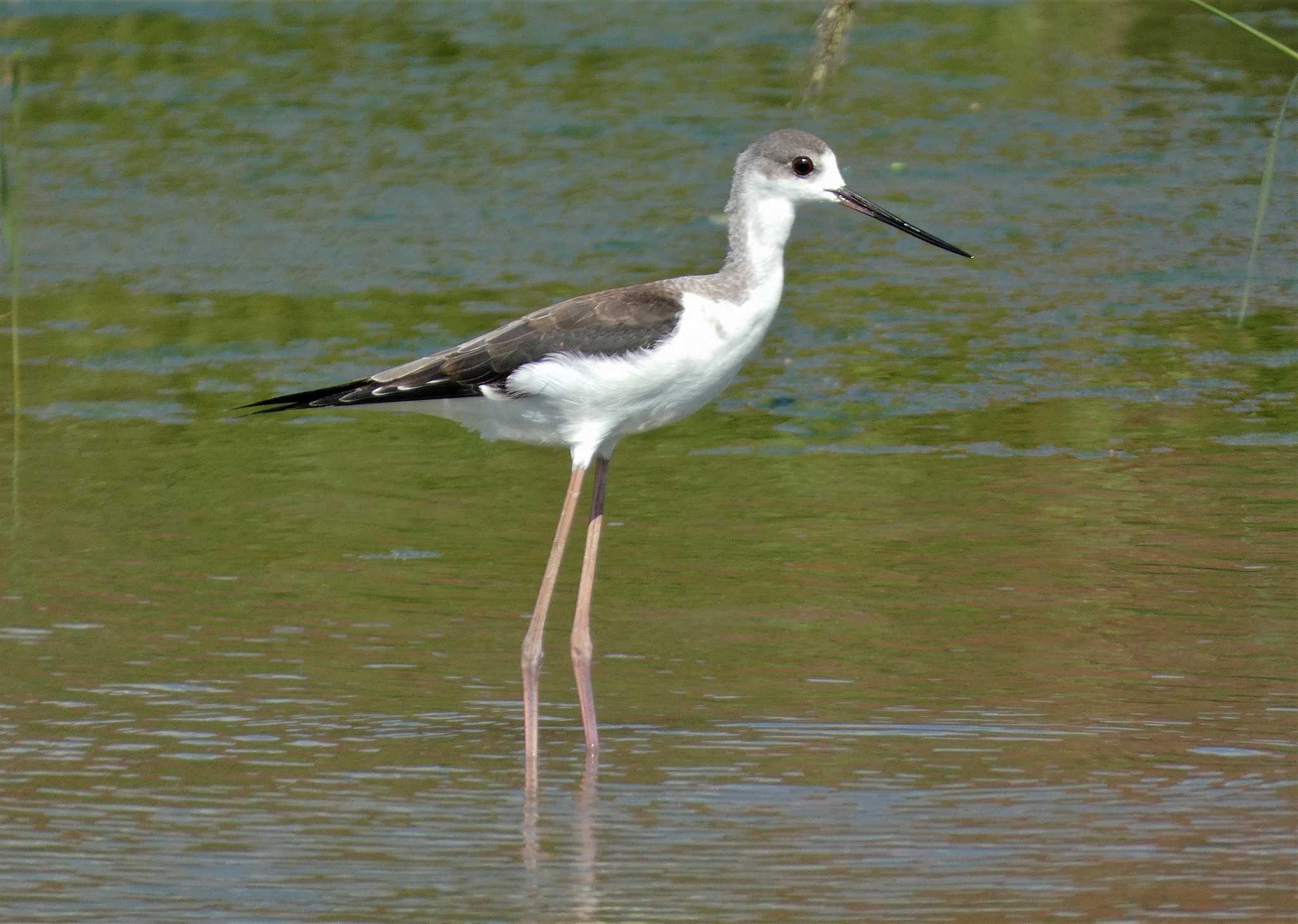 Black-winged Stilt