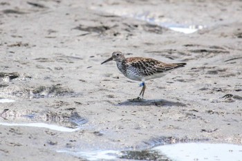 オバシギ ふなばし三番瀬海浜公園 2022年9月13日(火)