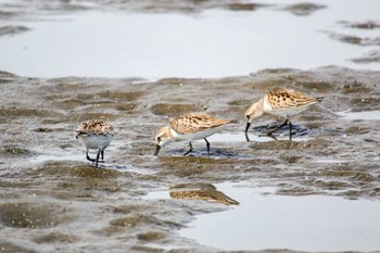 Red-necked Stint Sambanze Tideland Tue, 9/13/2022