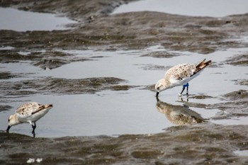 ミユビシギ ふなばし三番瀬海浜公園 2022年9月13日(火)