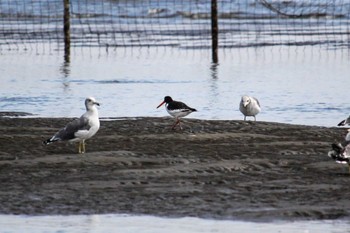 Eurasian Oystercatcher Sambanze Tideland Tue, 9/13/2022