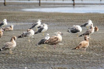 2022年9月13日(火) ふなばし三番瀬海浜公園の野鳥観察記録