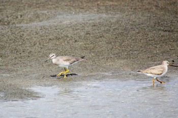 キアシシギ ふなばし三番瀬海浜公園 2022年9月13日(火)