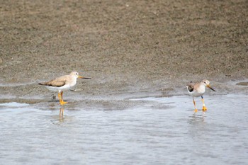 ソリハシシギ ふなばし三番瀬海浜公園 2022年9月13日(火)