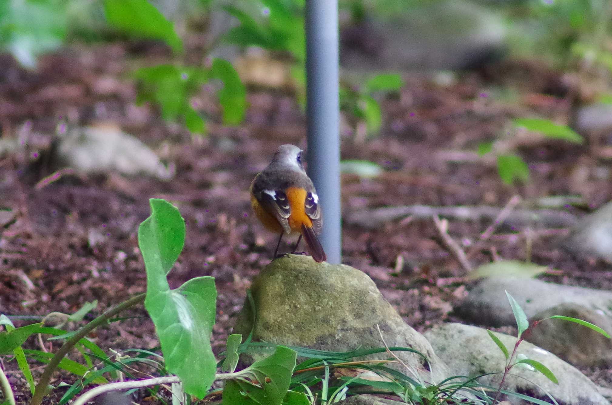 Photo of Daurian Redstart at 筑波実験植物園 by たかとん