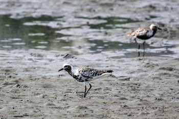 Grey Plover Sambanze Tideland Tue, 9/13/2022