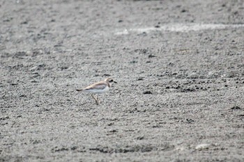 Greater Sand Plover Sambanze Tideland Tue, 9/13/2022