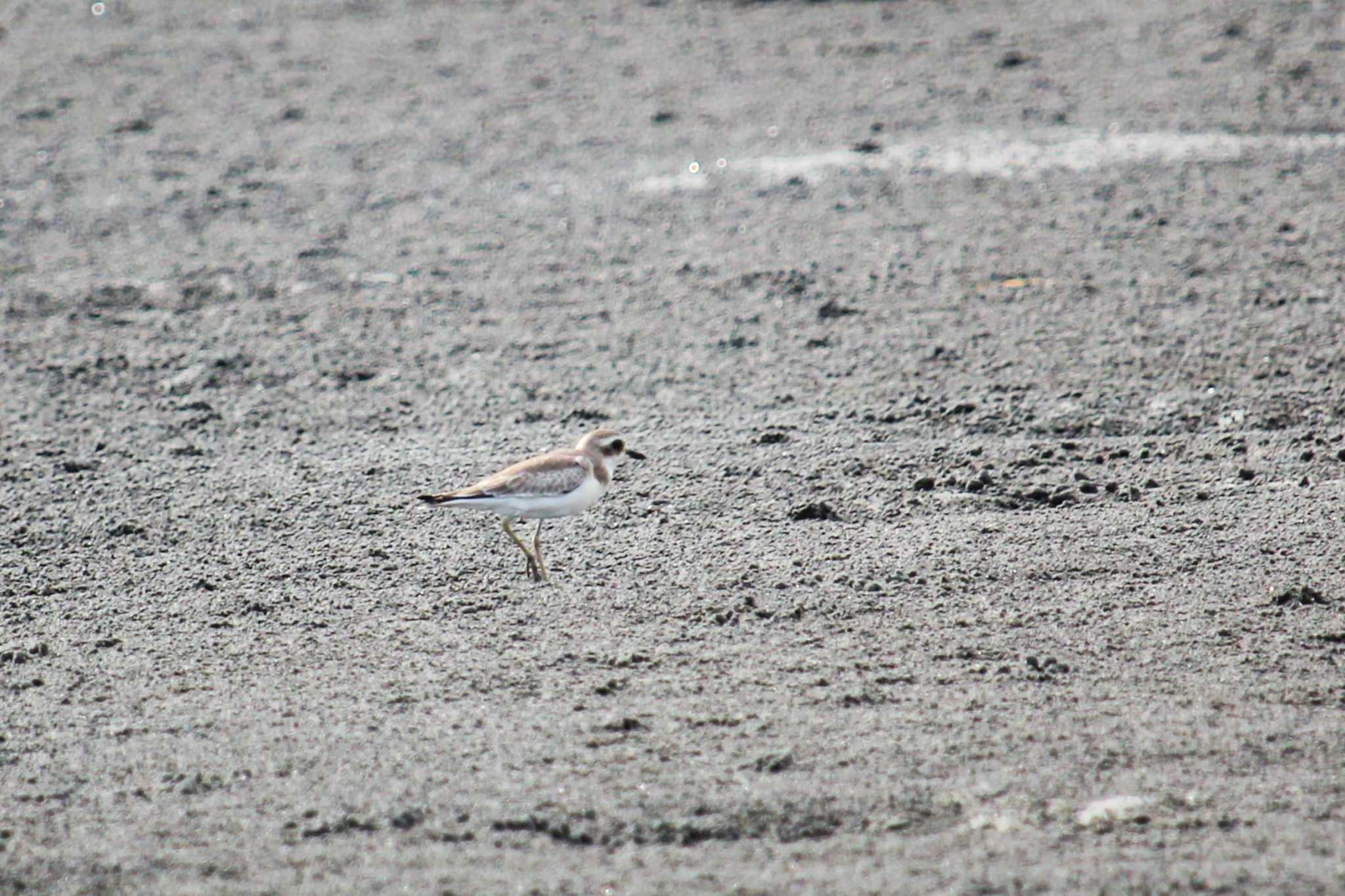ふなばし三番瀬海浜公園 オオメダイチドリの写真