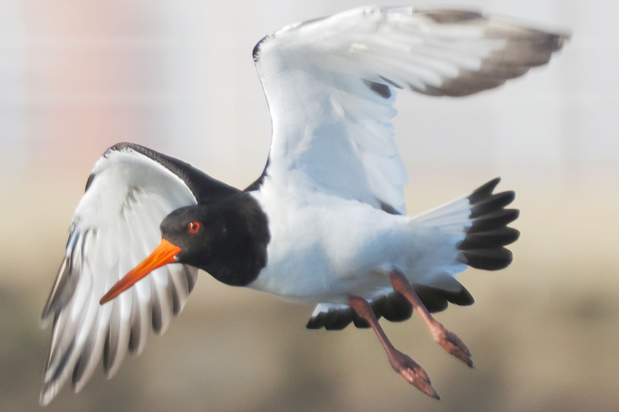 ふなばし三番瀬海浜公園 ミヤコドリの写真