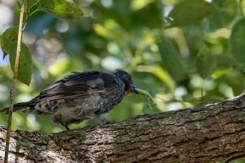 ヒヨドリ 大阪南港野鳥園 2022年9月11日(日)