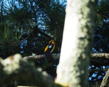 Narcissus Flycatcher Unknown Spots Sun, 9/4/2022