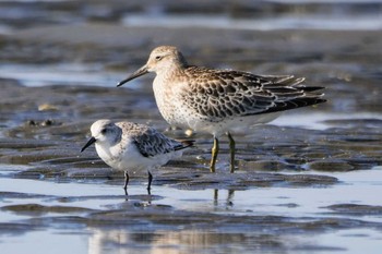 2022年9月10日(土) ふなばし三番瀬海浜公園の野鳥観察記録