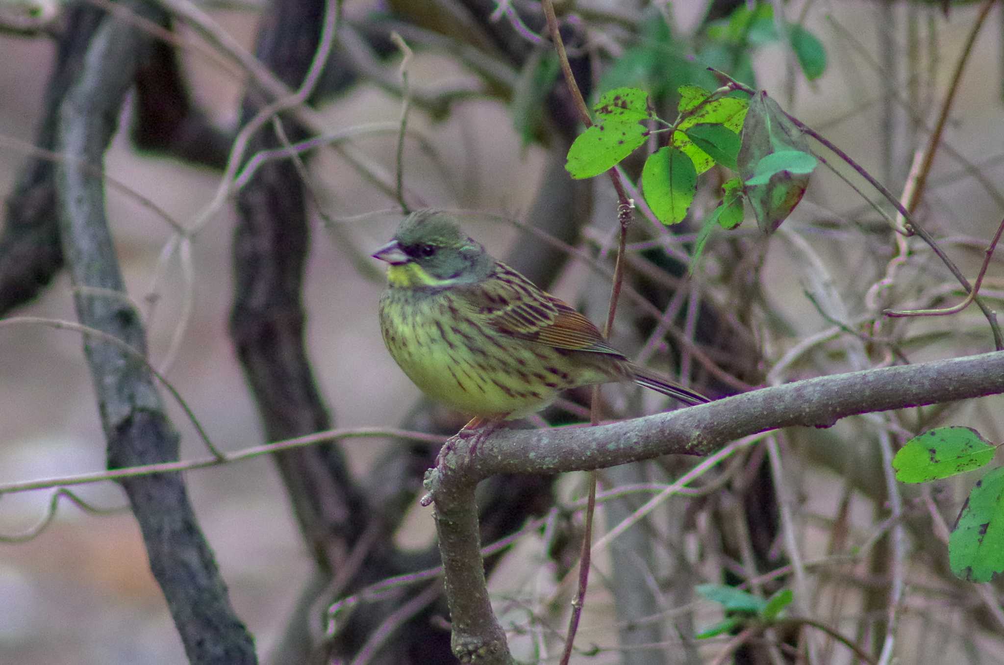 Masked Bunting