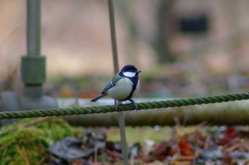 シジュウカラ 筑波実験植物園 2018年2月2日(金)