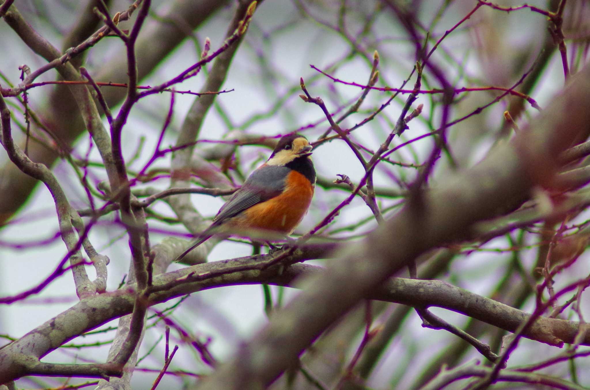 Varied Tit