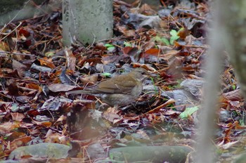 シロハラ 筑波実験植物園 2018年2月2日(金)