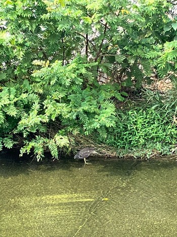 Black-crowned Night Heron 摂津市 Wed, 9/14/2022