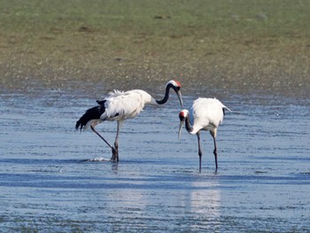 Red-crowned Crane 奥琵琶瀬野鳥公園 Wed, 9/7/2022