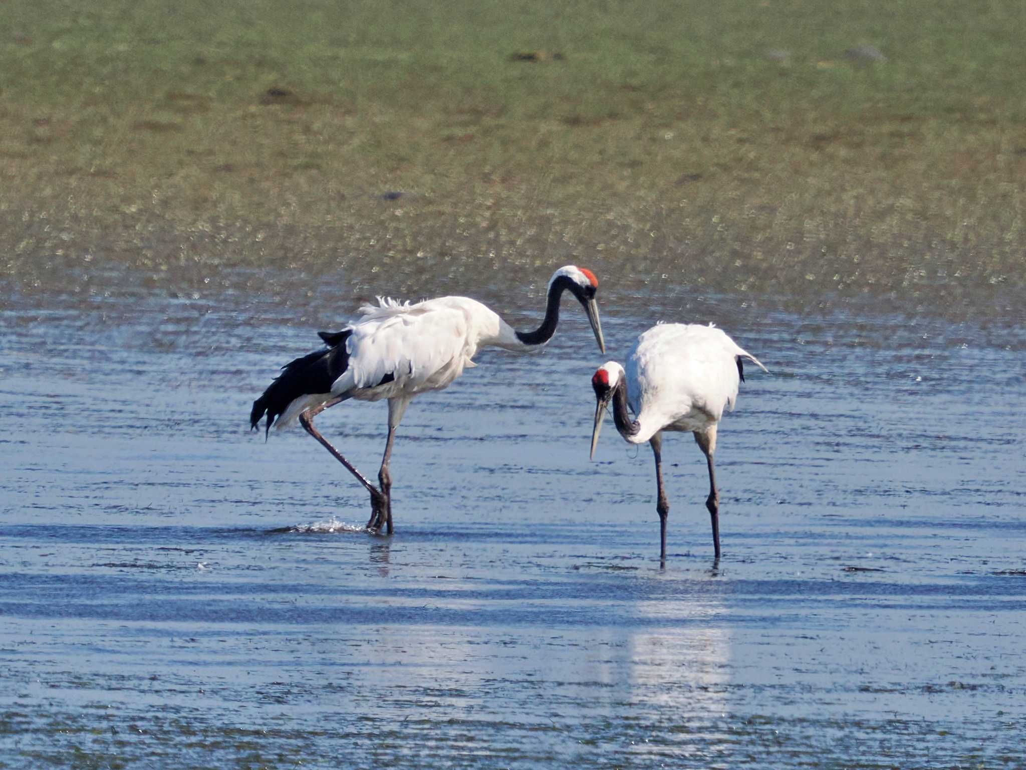 奥琵琶瀬野鳥公園 タンチョウの写真