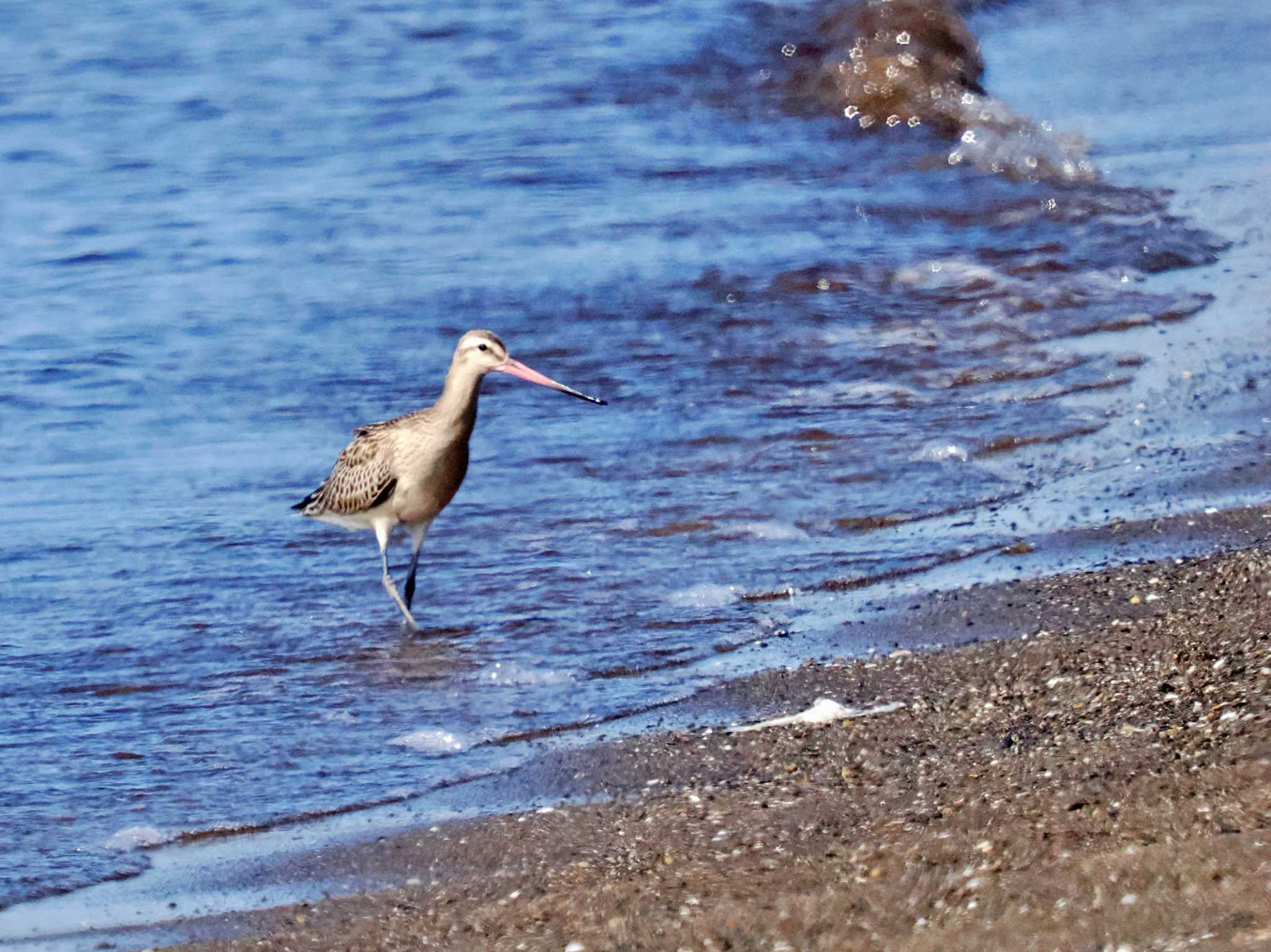 葛西臨海公園 オオソリハシシギの写真