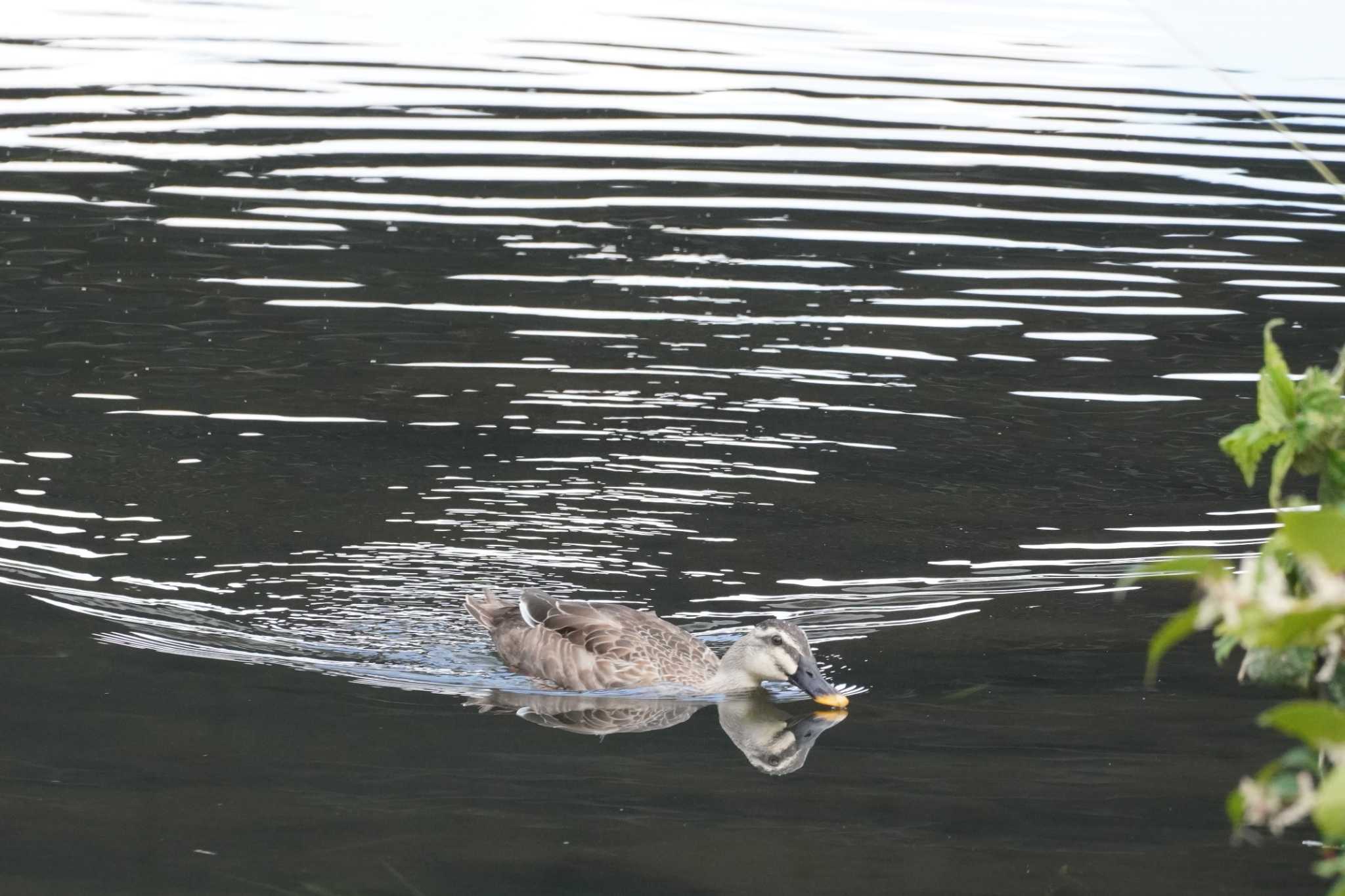 野川 カルガモの写真