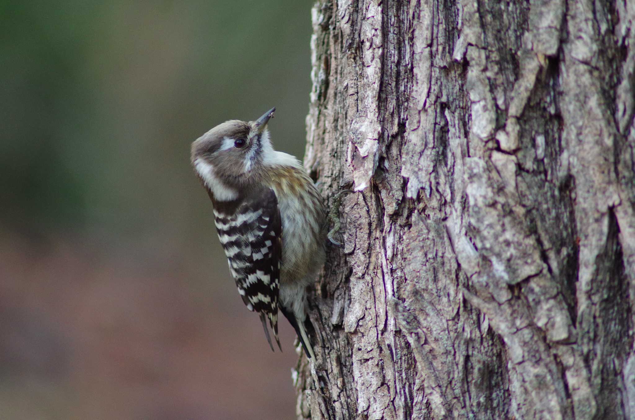 Photo of Japanese Pygmy Woodpecker at 筑波実験植物園 by たかとん